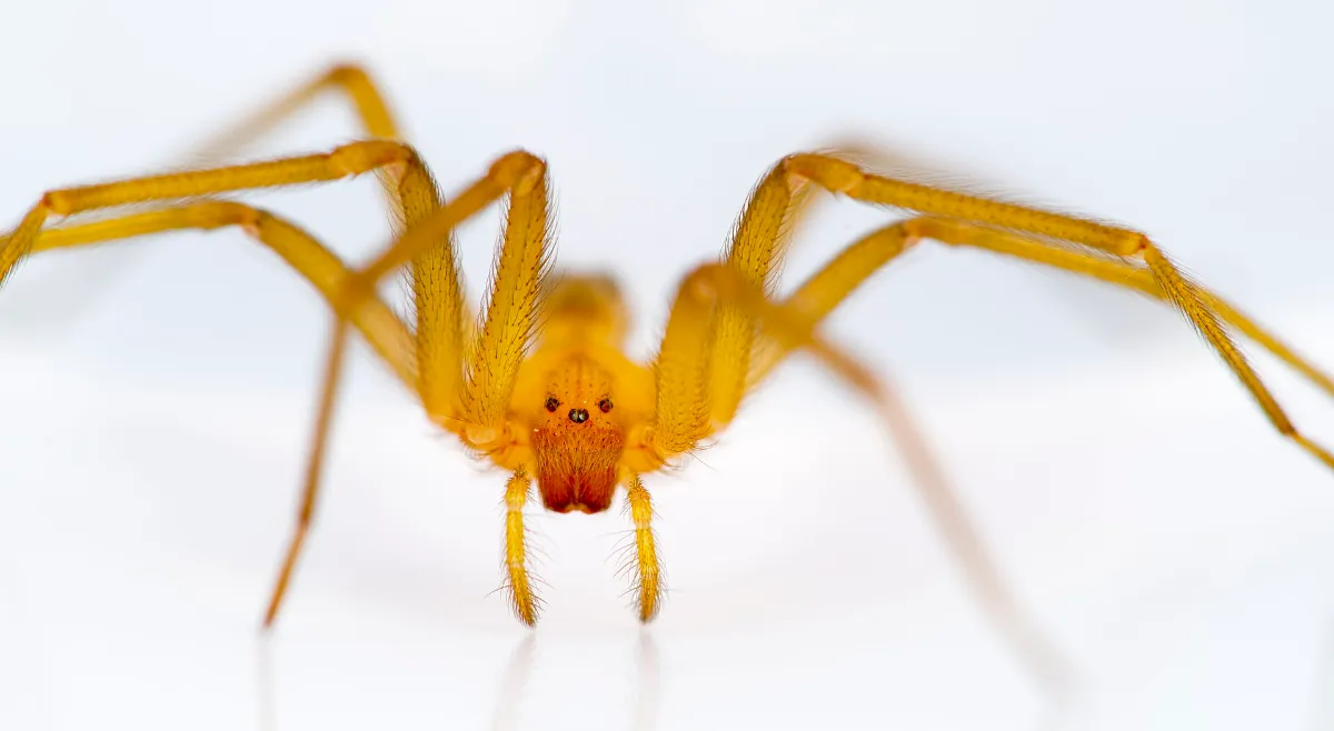 Araña de rincón