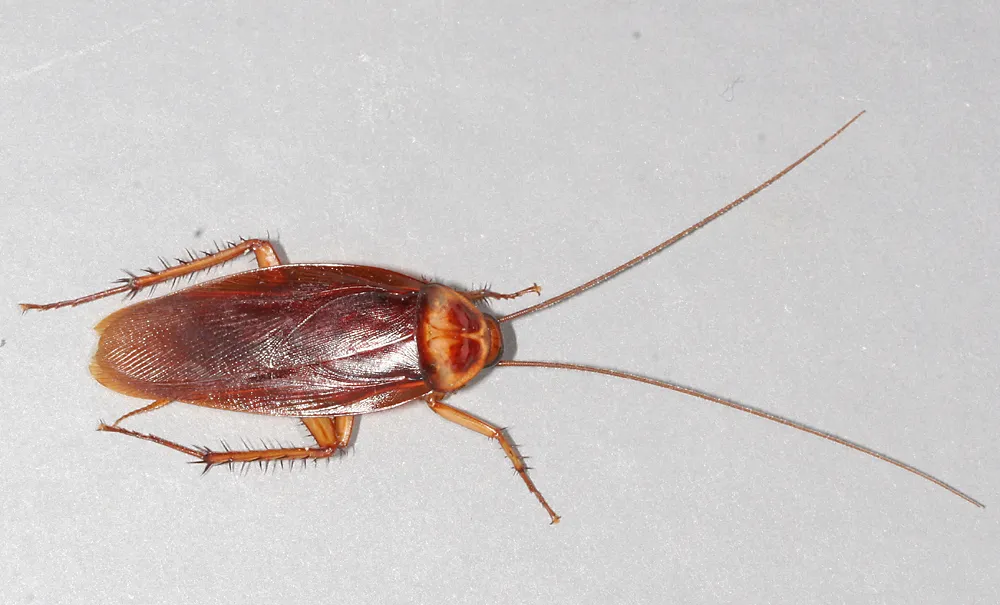 Cucaracha americana