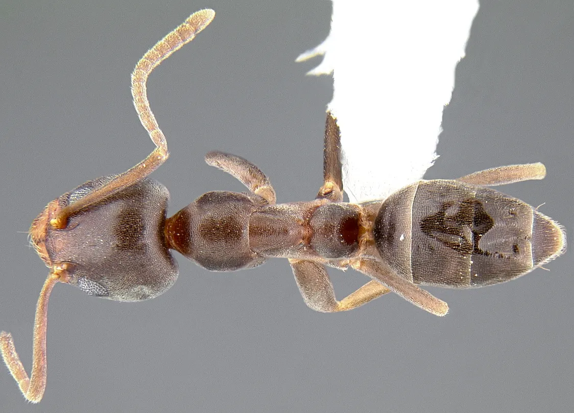 Hormiga argentina