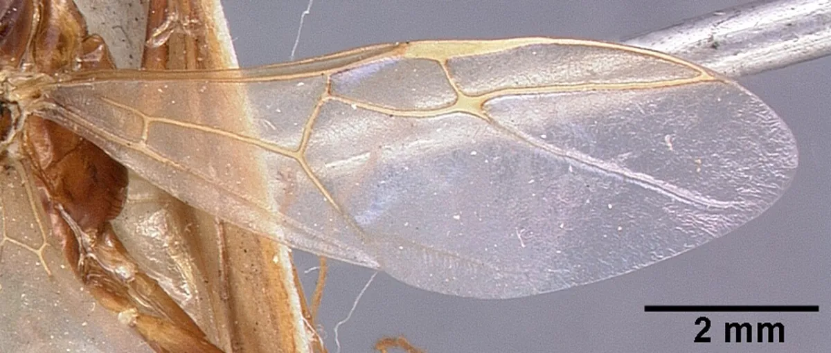 Hormiga carpintera