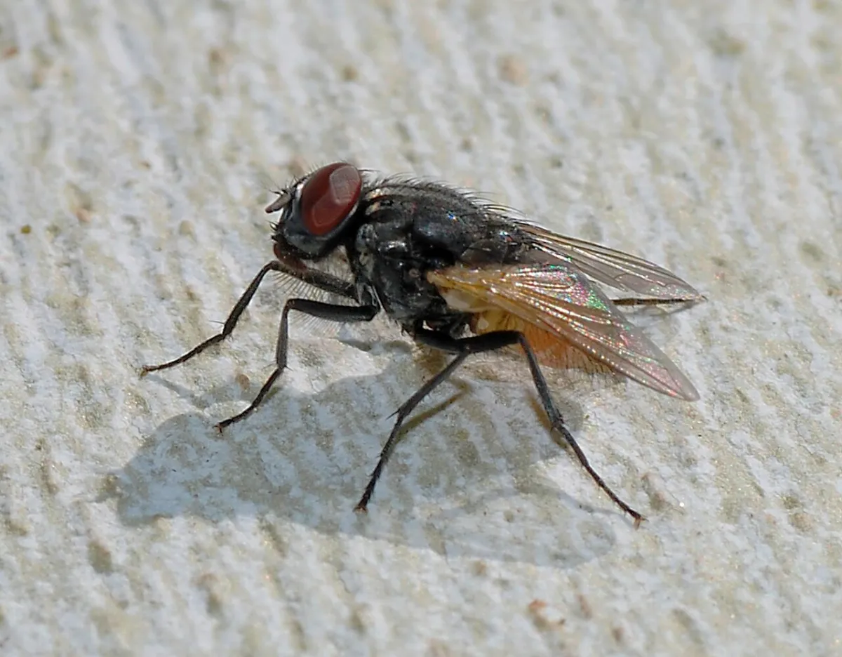 Mosca doméstica