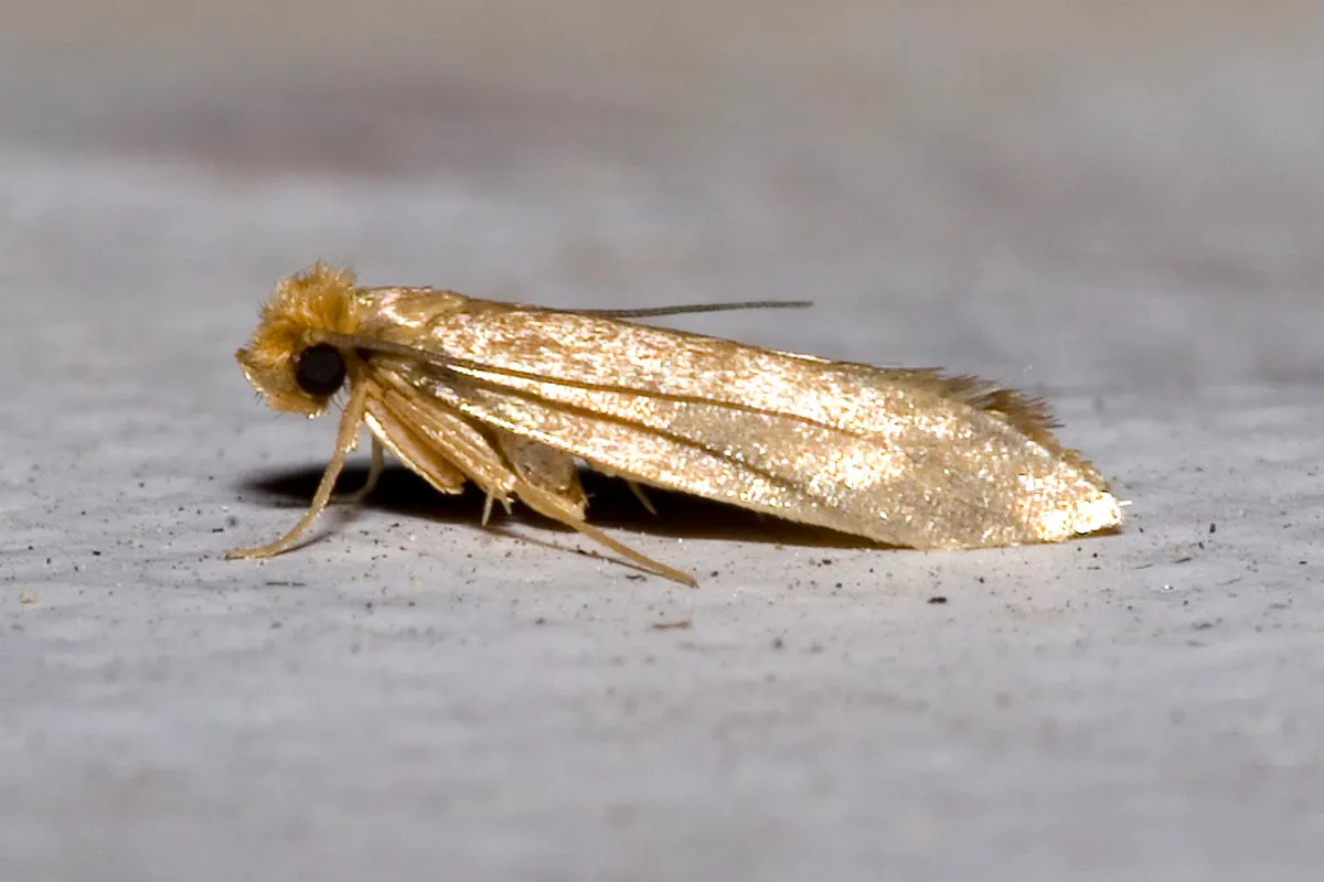 Polilla de la ropa